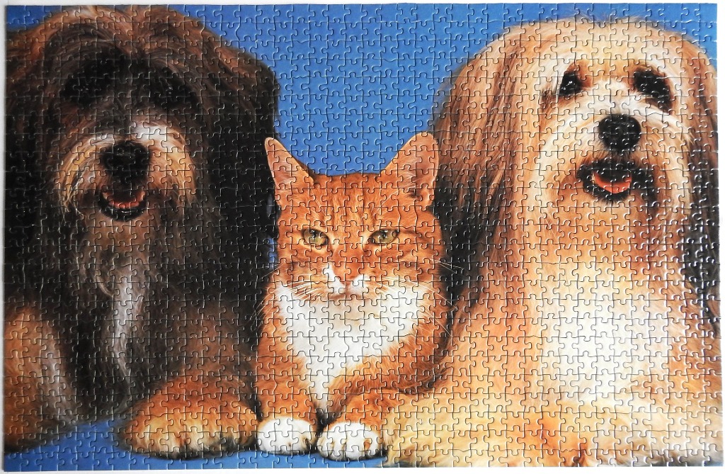 A close-up portrait of a dark-furred dog, an orange tabby cat, and a light-furred dog side by side.
