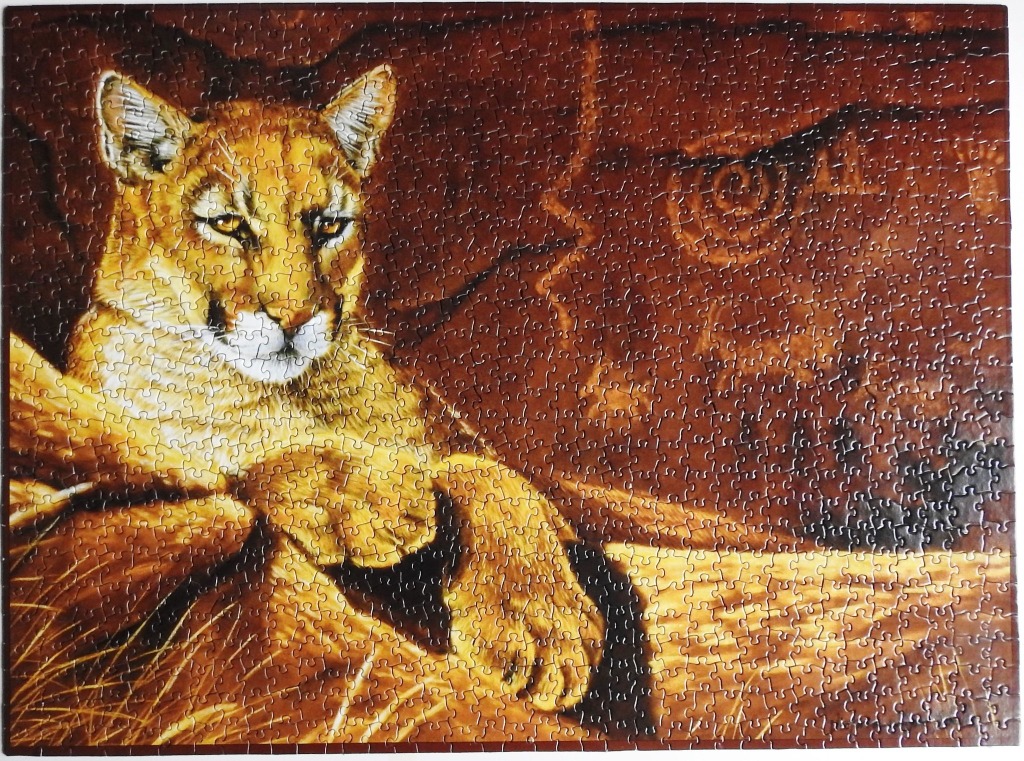 A mountain lion rests in front of a canyon wall covered in ancient petroglyphs.