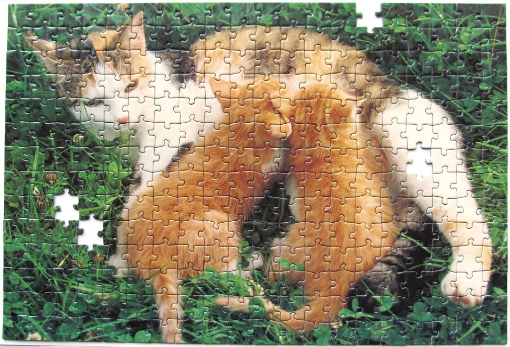 A calico mother cat nursing two orange tabby kittens in a field of green grass.