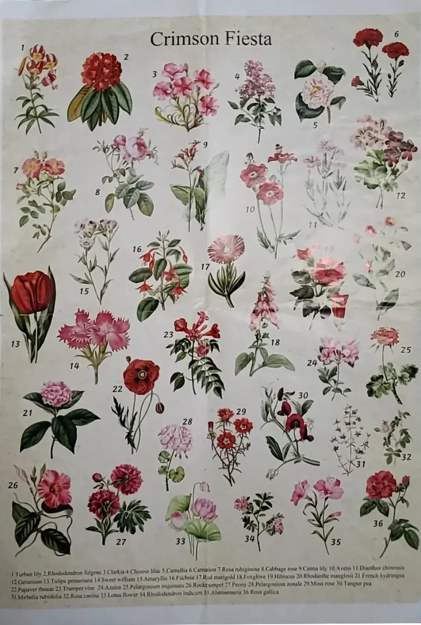 A botanical collection of 36 labeled crimson and floral illustrations against a light cream background.