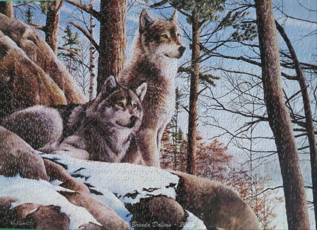 Two wolves resting in a snowy forest scene