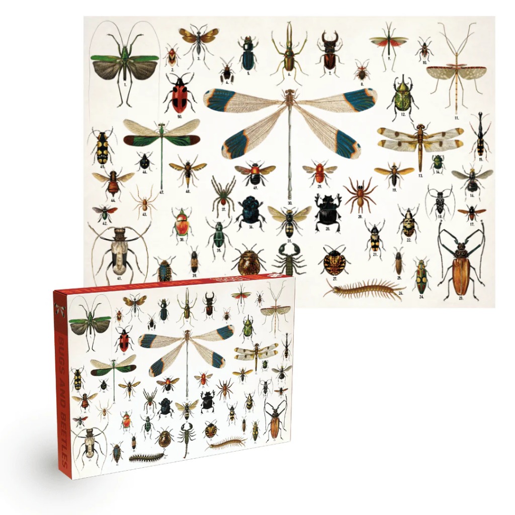 Vintage illustration of various colorful insects and beetles on a white background.