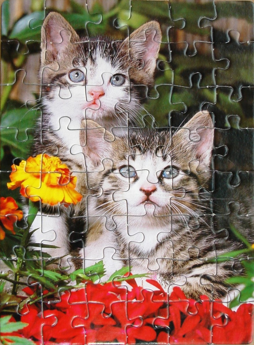 Two tabby and white kittens sitting among red and yellow flowers