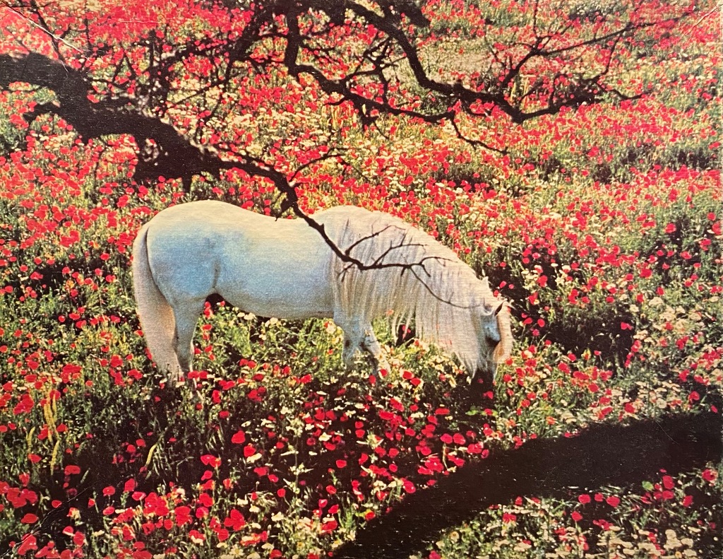 A white horse grazing in a vibrant field of red poppy flowers beneath the branches of a tree.