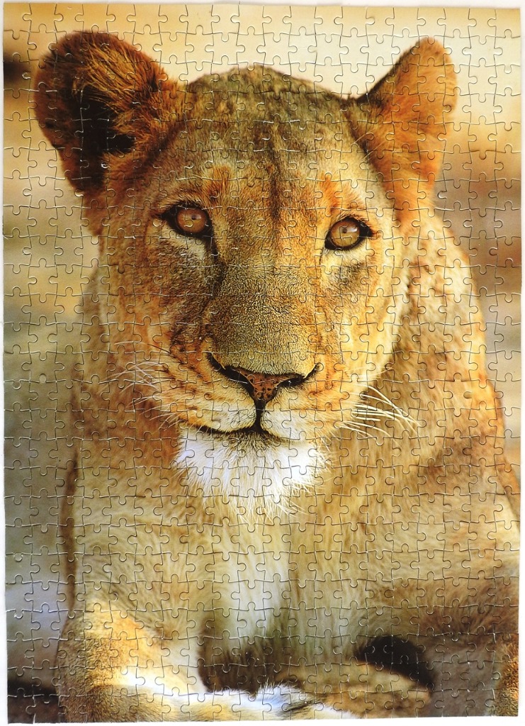 Close-up portrait of a lioness with golden fur against a soft, blurred background.