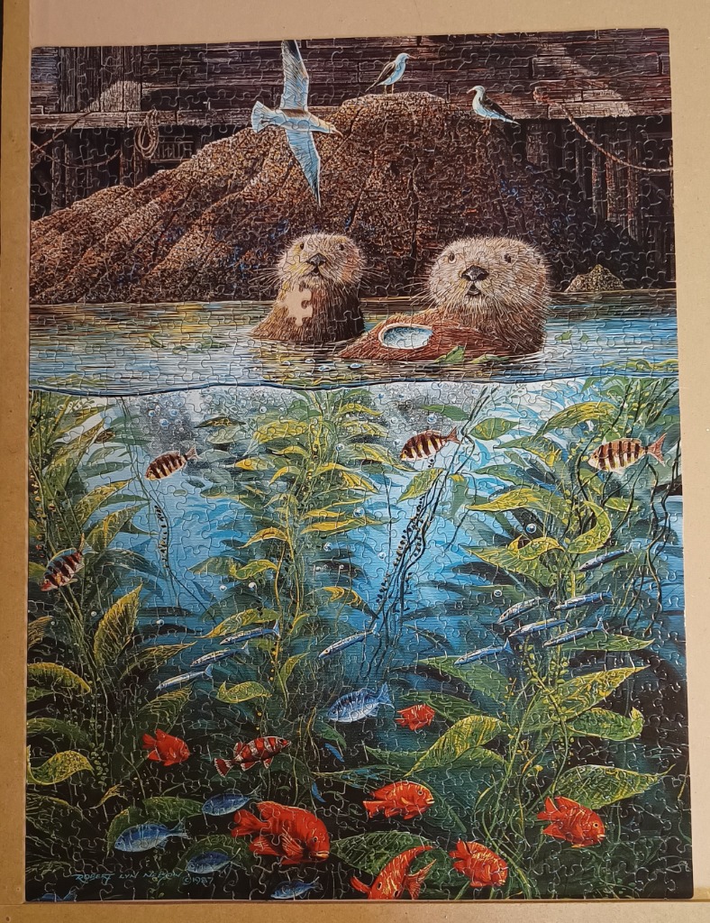 Two sea otters swimming in a kelp forest with fish below the surface
