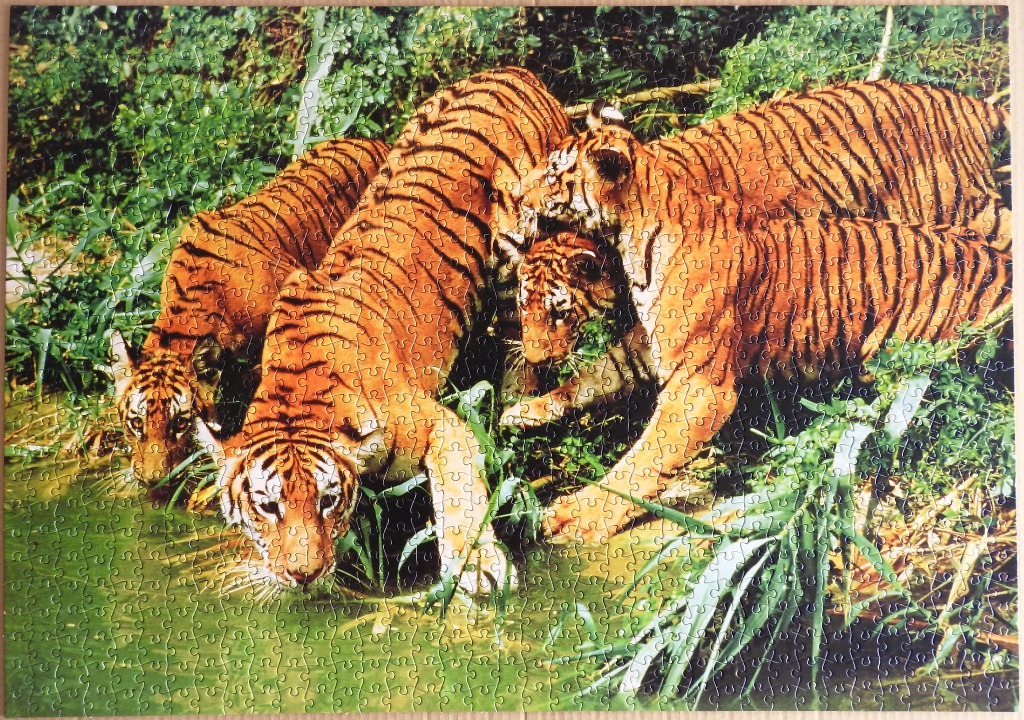 A group of four tigers drinking and wading in a green pond surrounded by lush foliage.