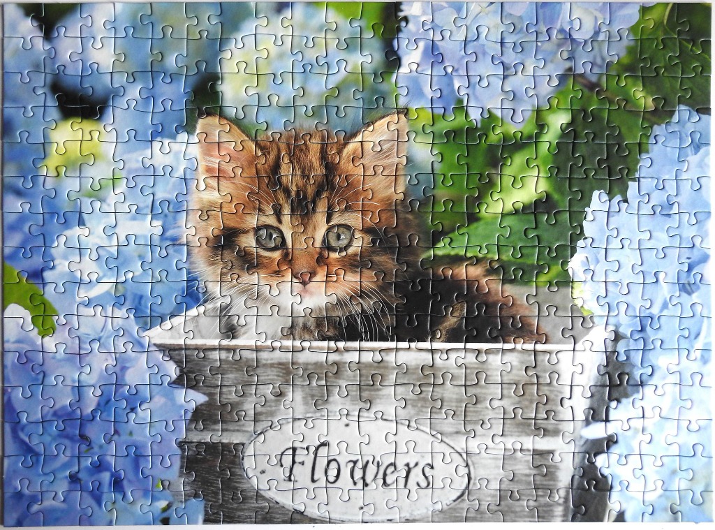 A fluffy tabby kitten sitting in a rustic wooden crate surrounded by blue hydrangea flowers.