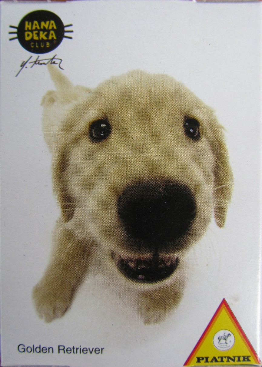 A close-up, wide-angle photograph of a happy golden retriever puppy's face against a white background.