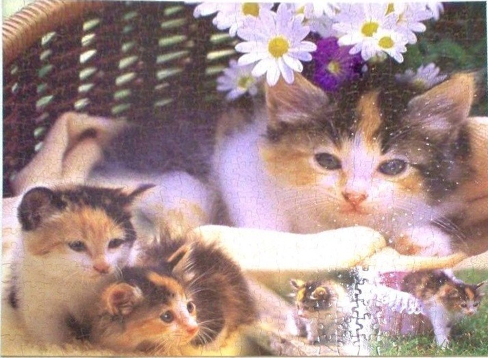 A group of calico kittens playing in a wicker basket with daisies.