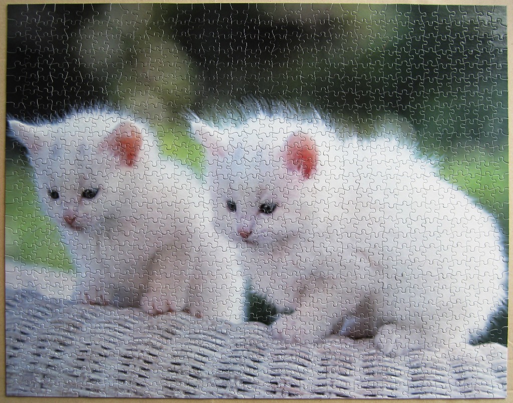 Two fluffy white kittens sitting side-by-side outdoors