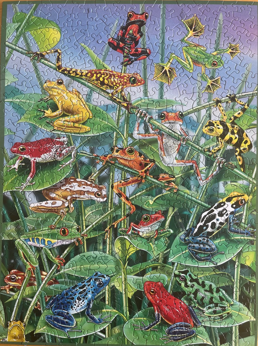 An illustration featuring a variety of colorful tropical frogs perched on green leaves and tall grass.