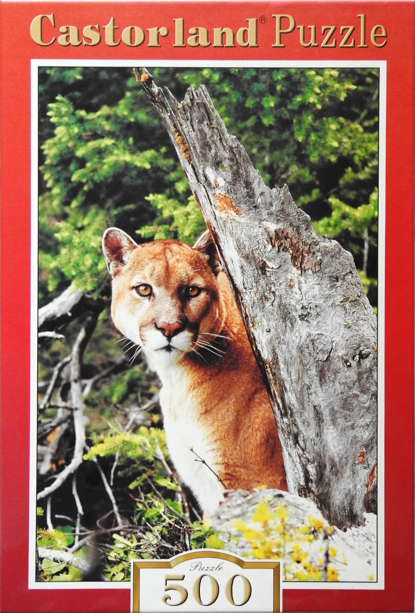 A mountain lion peers from behind a large, weathered tree trunk in a forested setting.