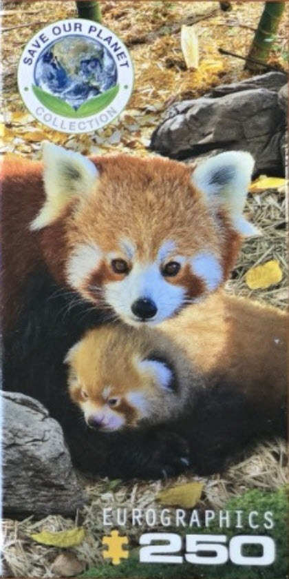 A mother red panda and her cub sitting together on a forest floor.