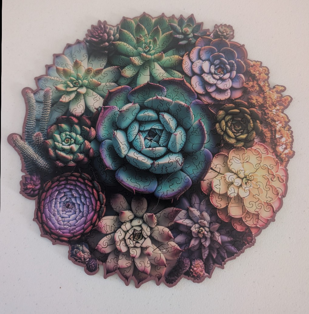 A circular arrangement of various succulents in shades of teal, purple, pink, and orange.