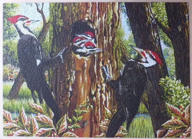 Illustration of three pileated woodpeckers interacting at a tree nesting hole in a forest setting.