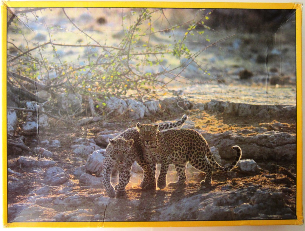Two leopards walking side-by-side on a rocky, sunlit path in an African savanna setting.