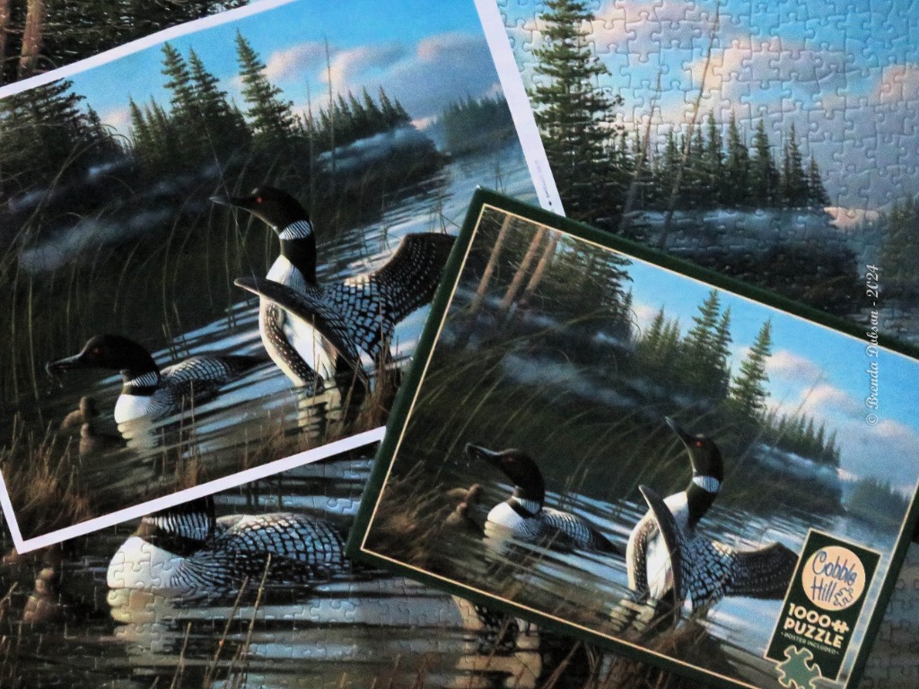 Two common loons swimming in a peaceful lake surrounded by tall pine trees.