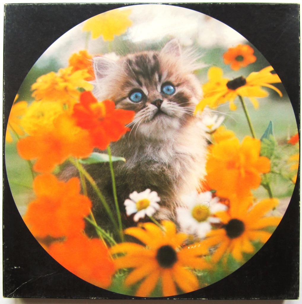 A fluffy kitten with bright blue eyes nestled among vibrant orange and yellow flowers in a circular frame.