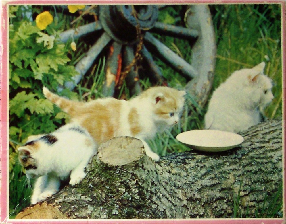 Three kittens playing on a rustic wooden log in a garden setting
