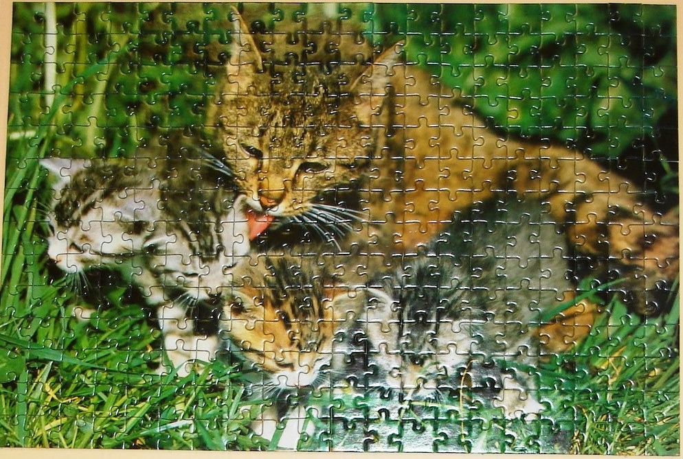 A mother cat grooming her two kittens in a patch of green grass.