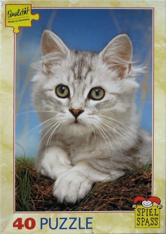 A close-up photograph of a fluffy silver tabby kitten looking directly at the camera.