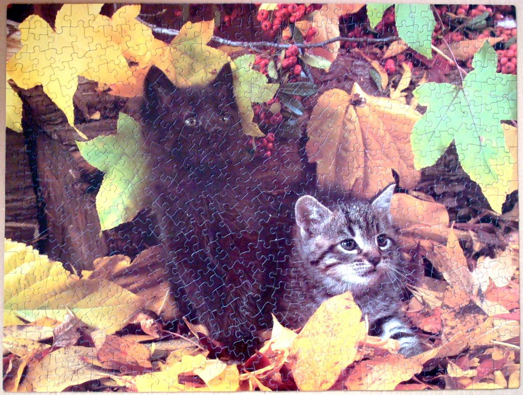 A black kitten and a grey tabby kitten sitting among autumn leaves.