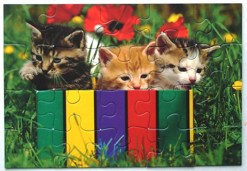Three kittens sitting in a colorful striped box surrounded by grass and poppies