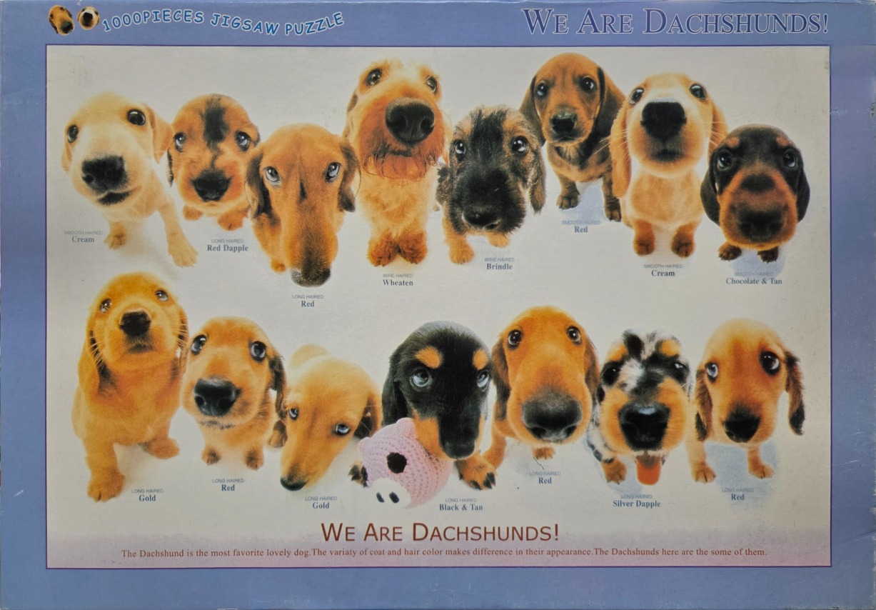 A collection of dachshund puppies of various colors and hair types shown in a fisheye-lens perspective.