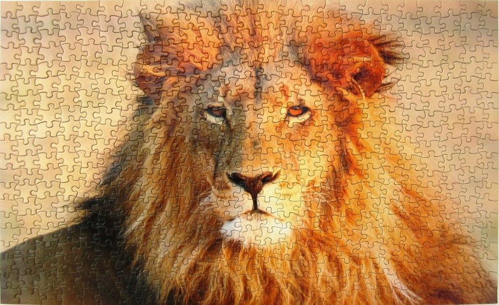 A close-up portrait of a male lion with a large, golden-orange mane against a soft, neutral background.