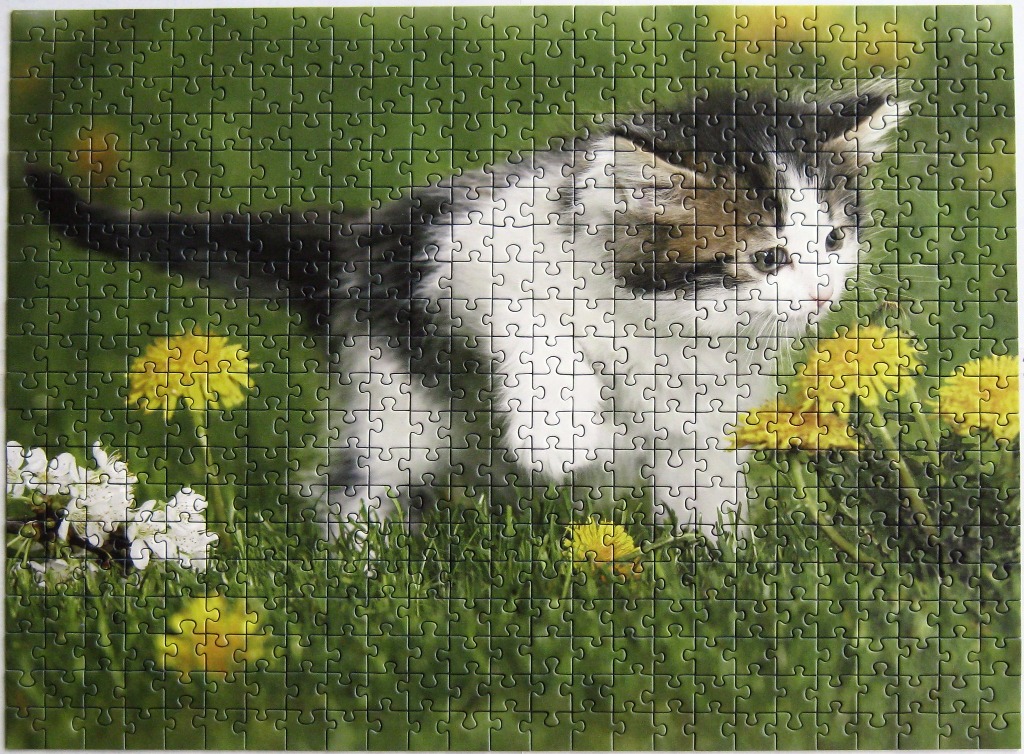 A fluffy kitten with black, white, and brown fur walking through a sunny field of green grass and yellow dandelions.