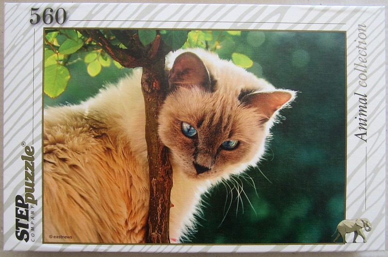 A close-up photograph of a fluffy Siamese-mix cat with bright blue eyes peering around a tree trunk in a lush garden.
