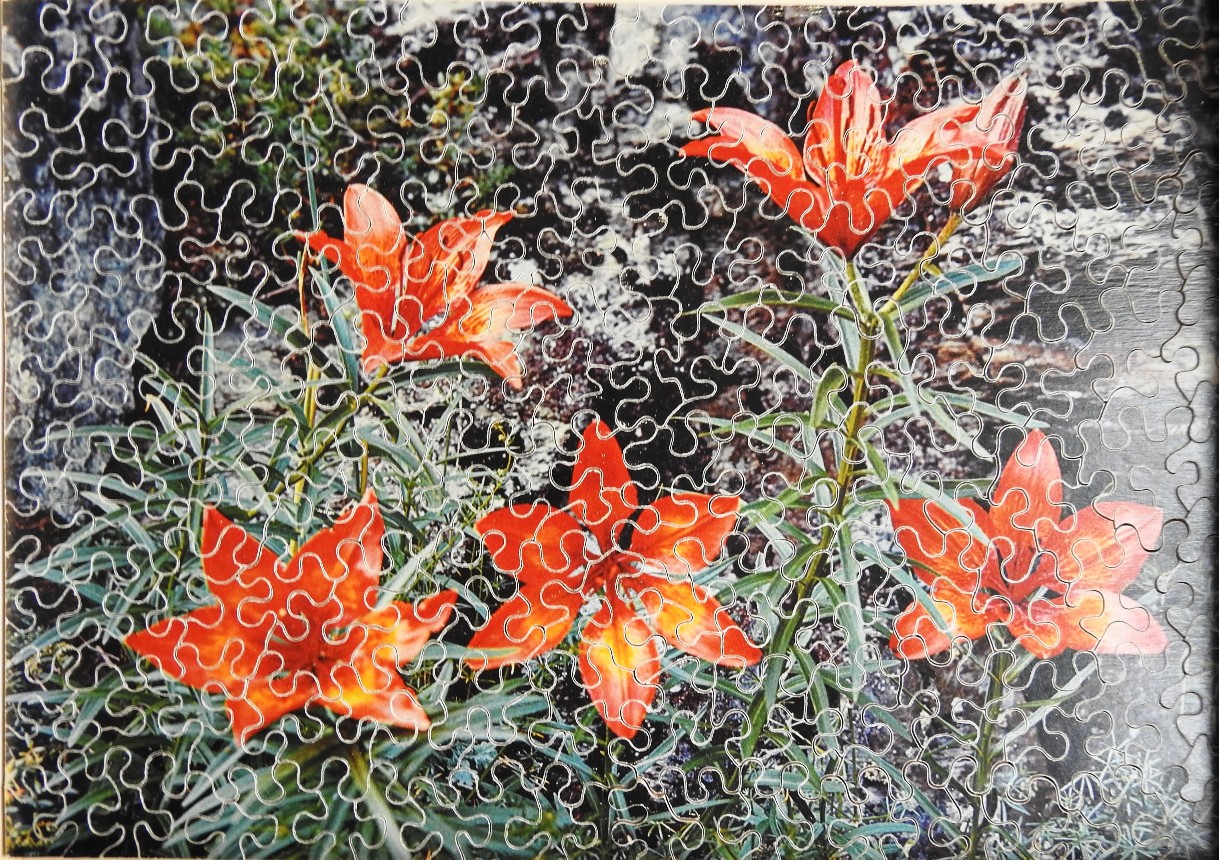 A collection of bright orange lilies growing in a rocky, natural environment.