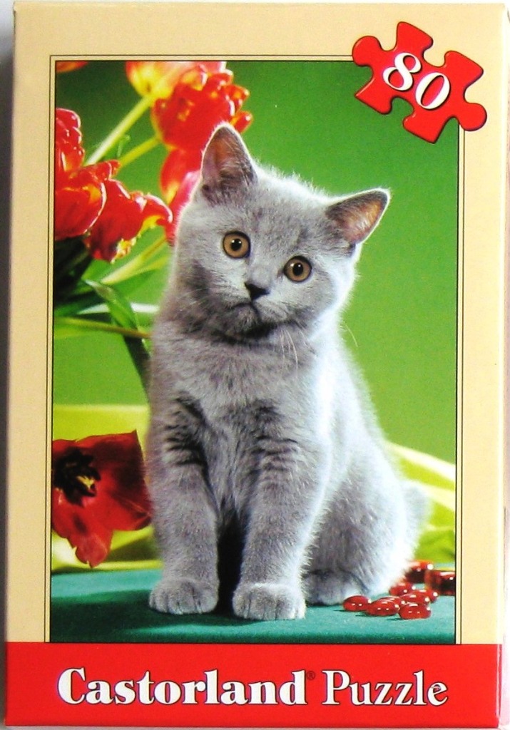 A grey kitten sitting on a green surface in front of red tulips.
