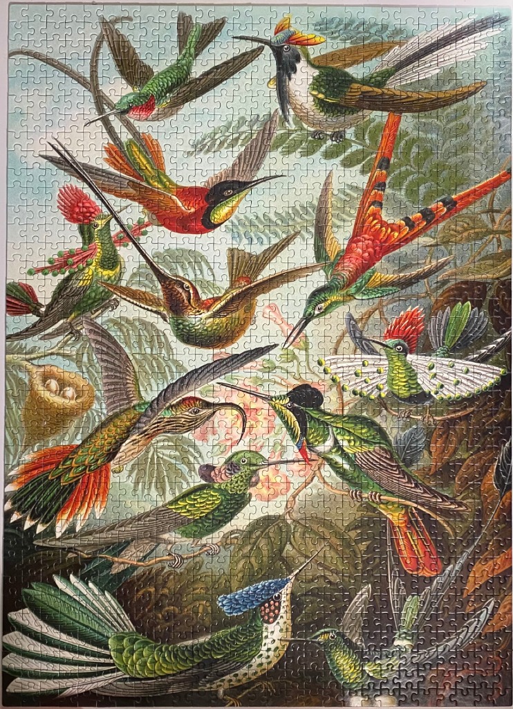 A vintage-style illustration depicting a variety of colorful hummingbirds in a lush, leafy forest setting.