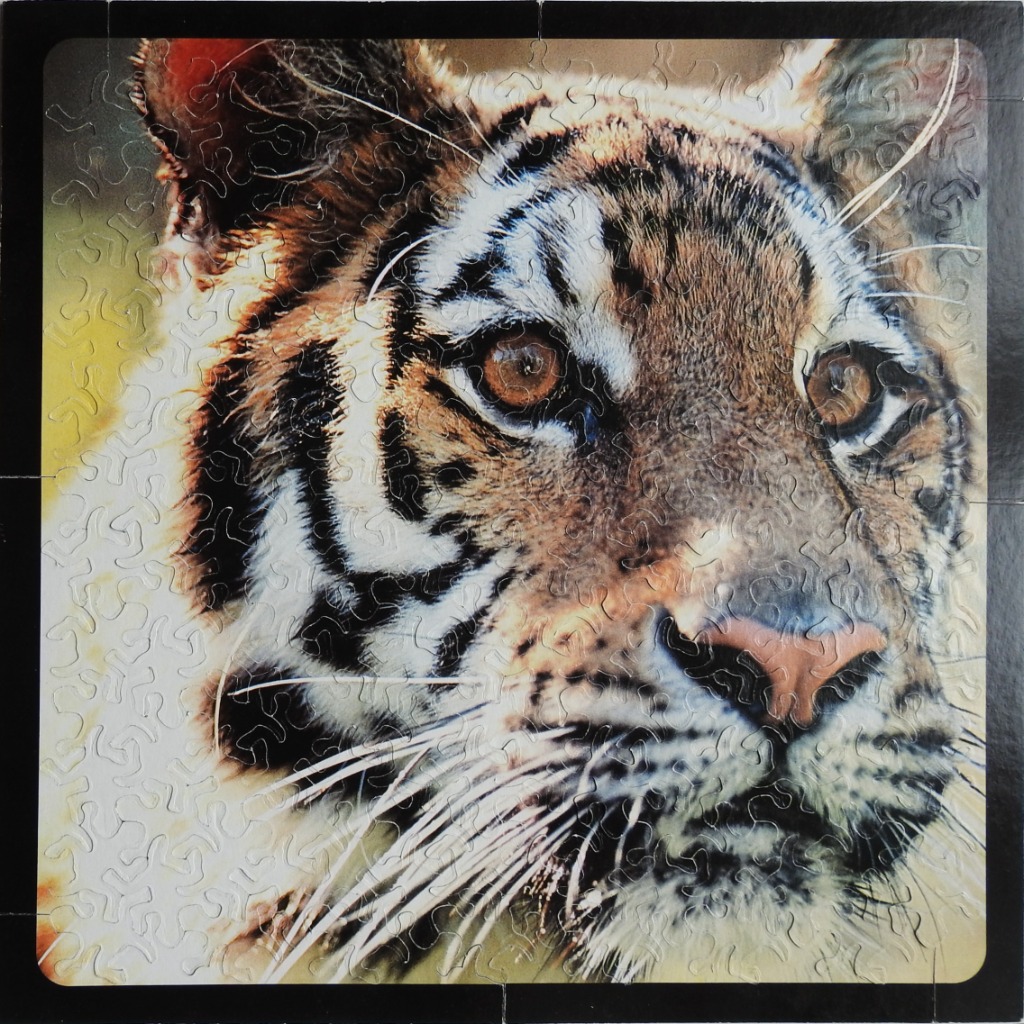 Close-up portrait of a tiger with golden-brown eyes