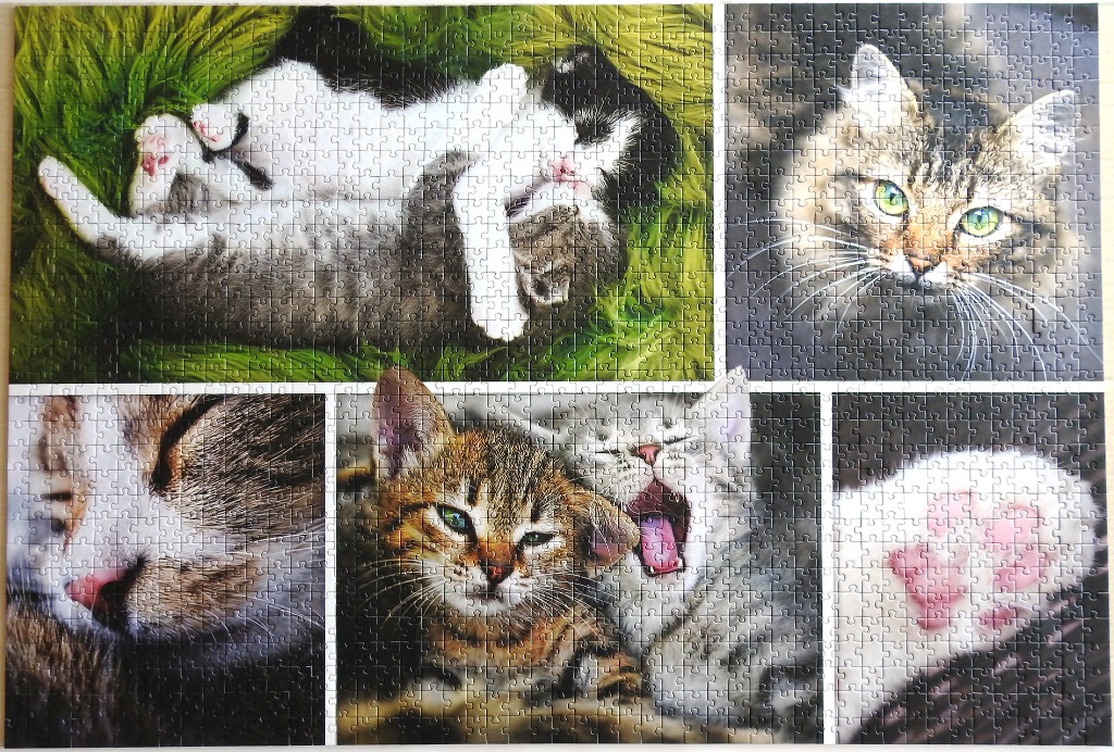 A collage of five close-up photographs featuring various cats and kittens in different poses.