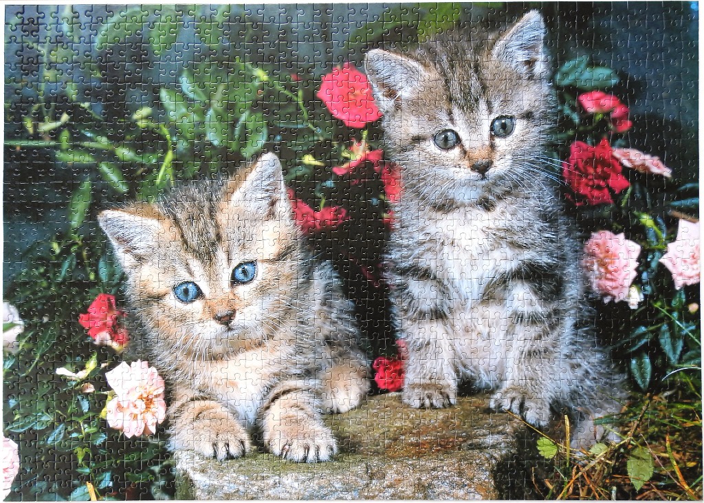 Two fluffy tabby kittens sitting together on a rock in a garden of red and pink roses.
