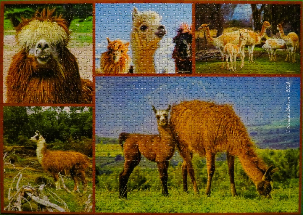 Collage of alpacas and llamas in natural settings