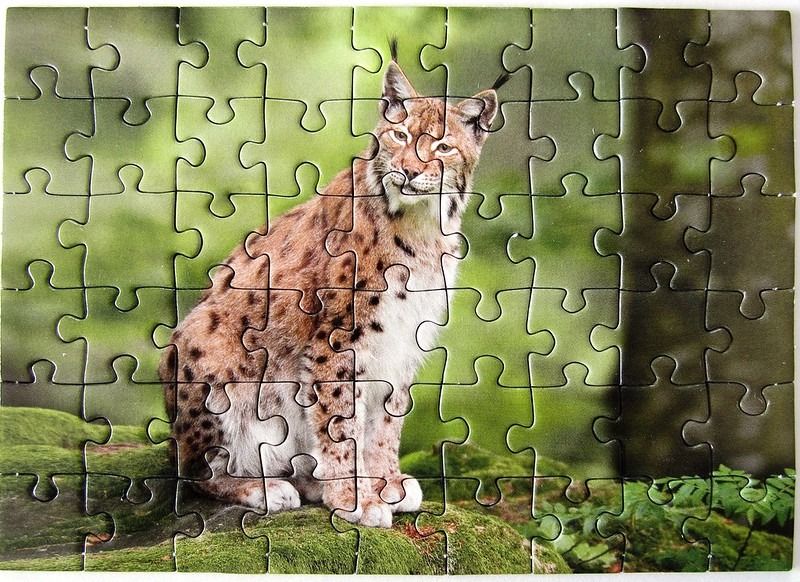 A lynx sitting on a mossy rock in a forest.