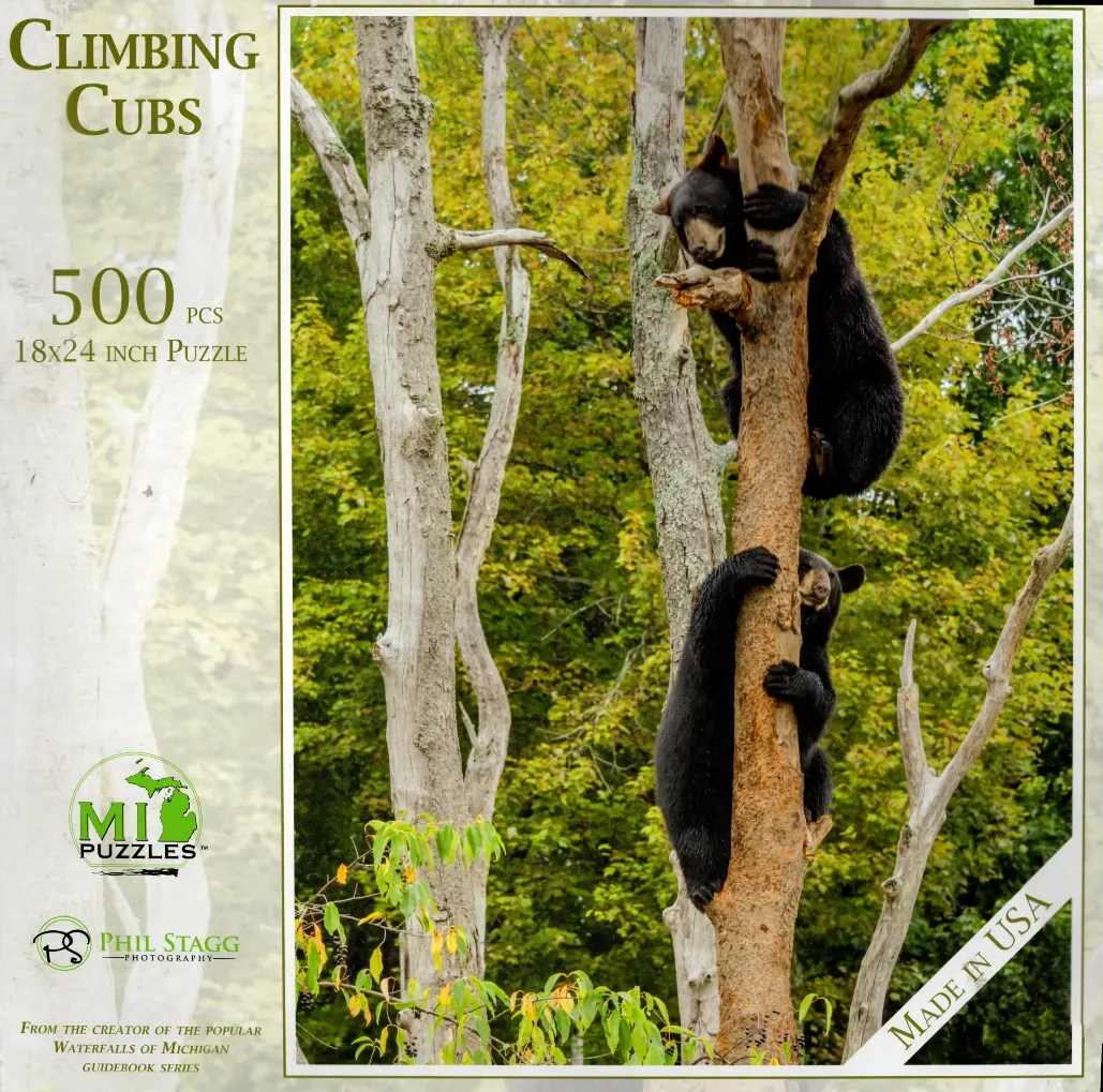 Two black bear cubs climbing a tall, light-barked tree in a dense green forest.