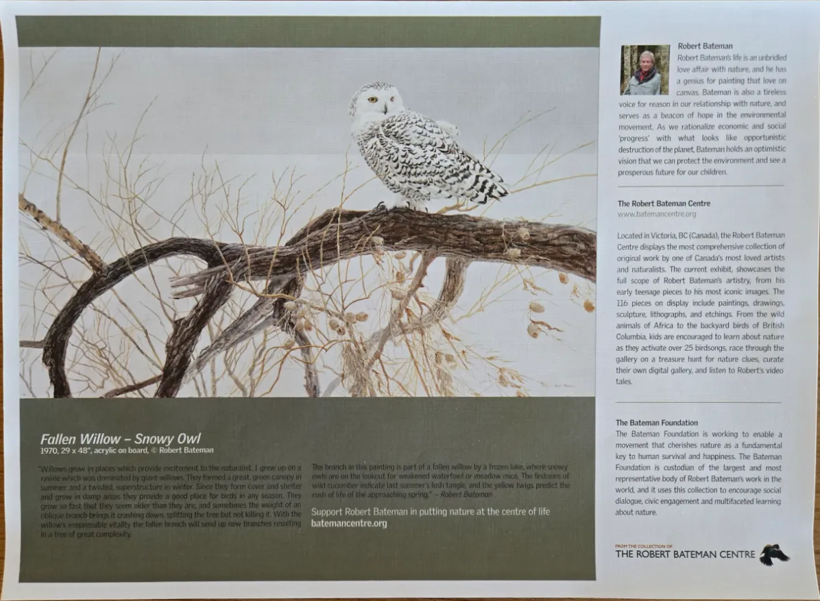 A detailed painting of a snowy owl perched on a twisted, fallen willow branch against a pale, muted background.