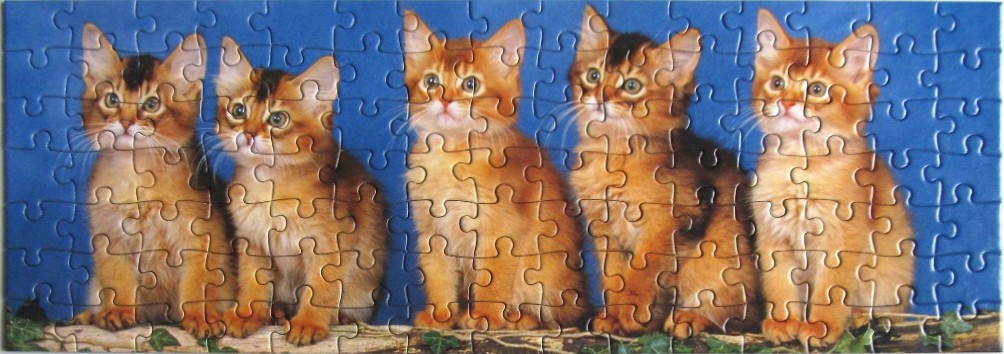 Five adorable Abyssinian kittens sitting in a row against a solid blue background.