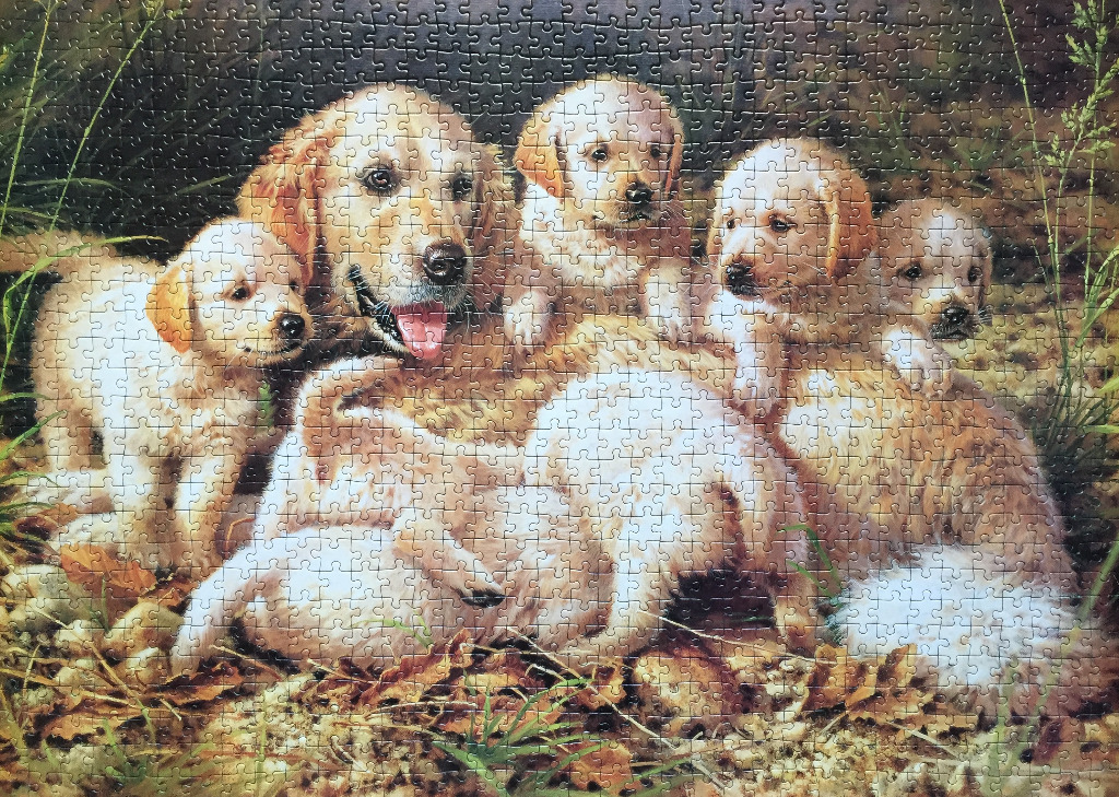 A mother golden retriever and her four puppies sitting together in a grassy field.