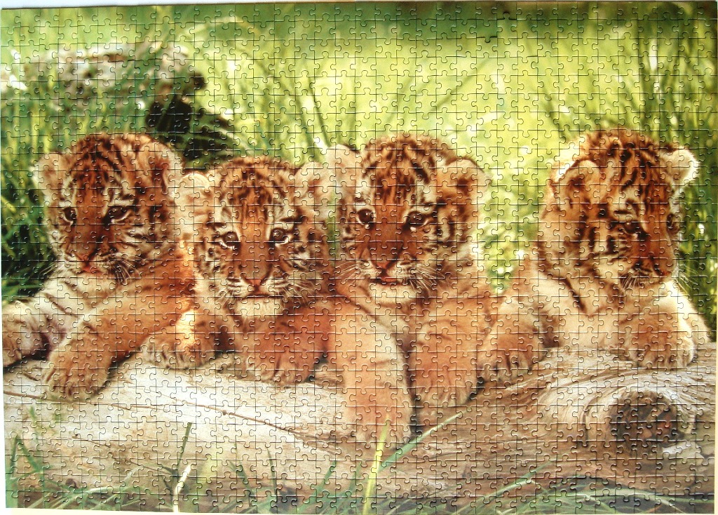 Four tiger cubs resting side-by-side on a wooden log in a grassy setting.