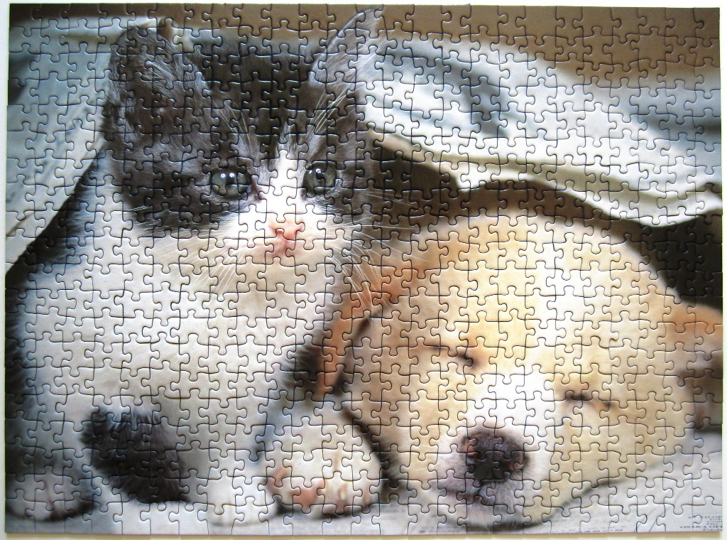 A close-up photograph of a black and white kitten and a golden puppy huddled together under a white blanket.