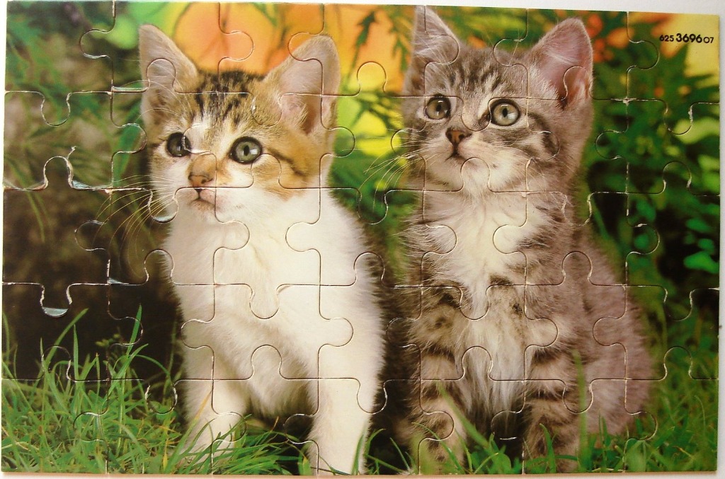 Two kittens sitting side by side in green grass.