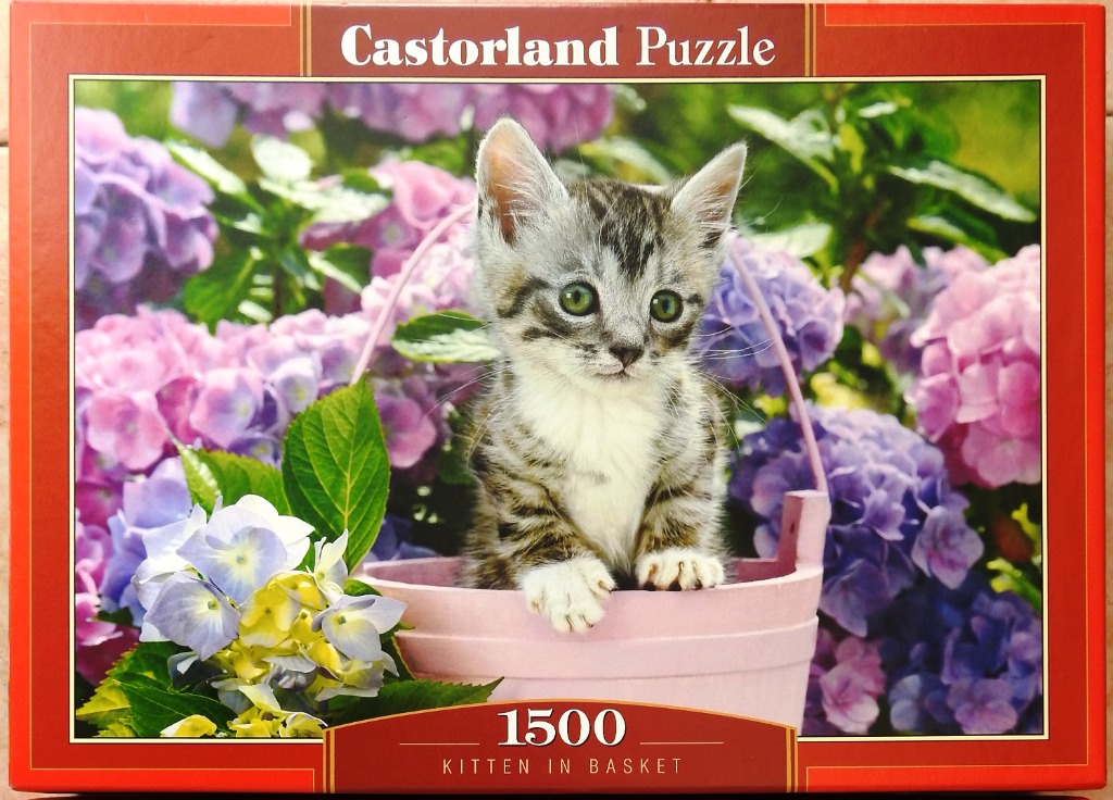 A small tabby kitten sitting in a light pink wooden bucket surrounded by purple and pink hydrangea flowers.