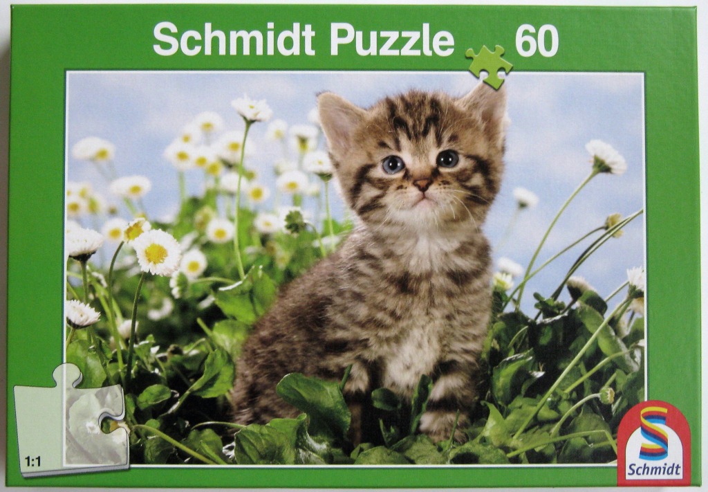 A close-up photograph of a fluffy tabby kitten sitting in a field of white daisies.