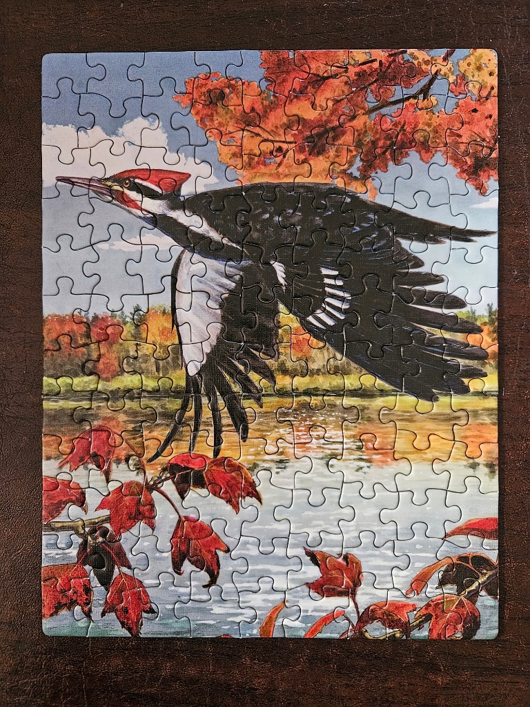 A Pileated Woodpecker in flight over a lake during autumn.